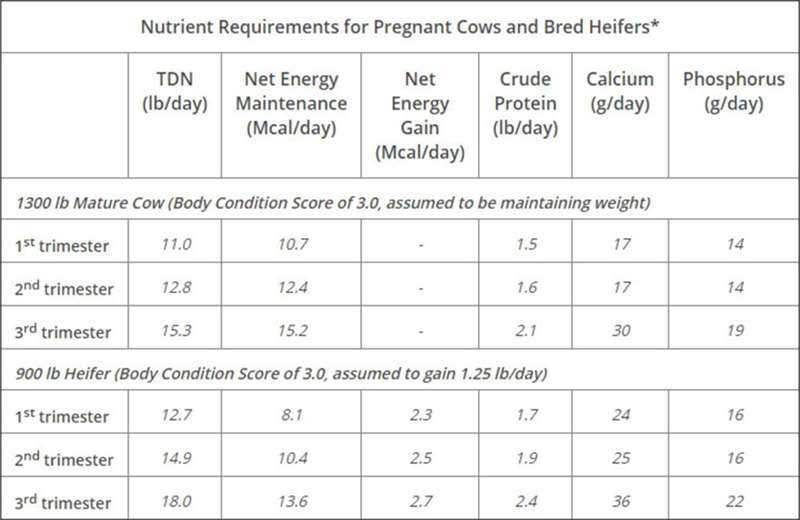 Nutrient Requirements for Pregnant Cows and Bred Heifers
