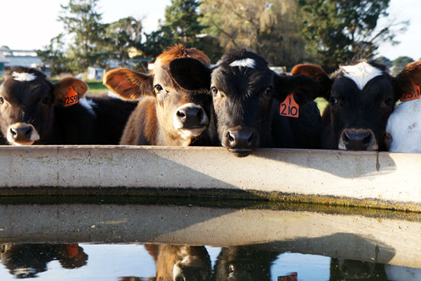 Ceres Industries - Reducing Stress in Weaned Calves with Nutrition