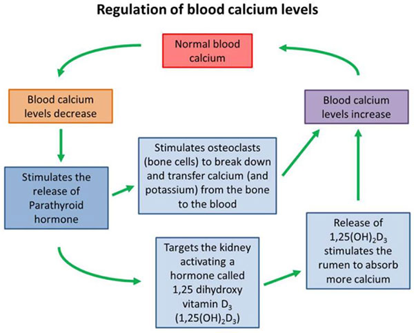 Blood Calcium Regulation Diagram