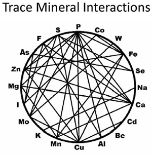 Trace Mineral Interactions