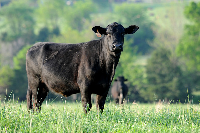 A replacement heifer grazing on mature pasture.
